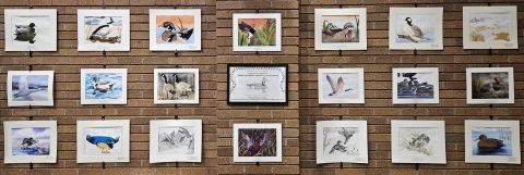 20 Junior Duck Stamp art entries from years past displayed on a brick wall, showcasing various artistic styles and mediums.