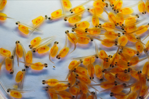 Baby gila fish