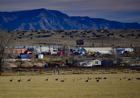 Waterfowl walking across a field in front of a fenced off area with buildings