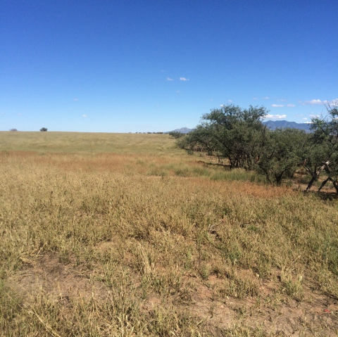 A grassland with small trees on one side