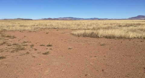 A grassland with a large patch of bare ground