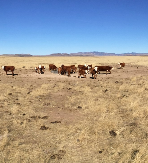 Cattle on a grassland