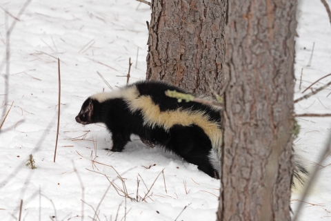 A skunk in a side profile walks through a snowy landscape, flanked by slender trees. The skunk's black and white fur stands out vividly against the pristine white snow, highlighting its distinctive stripes as it navigates through the winter wonderland.