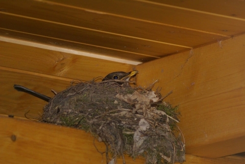 Bird in nest inside building