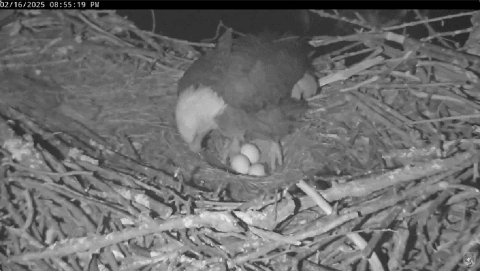 adult eagle in nest with three eggs