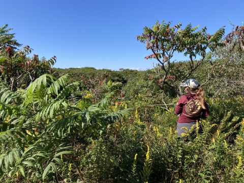 A person wearing long pants, long sleeves, and hat stands up to her waist in dense vegetation with a measuring tape