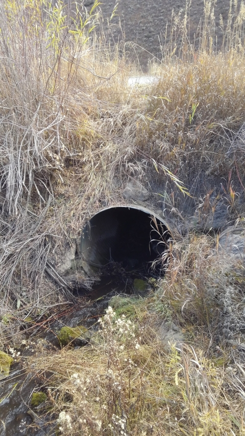 A close-up view of a small hole in the ground, surrounded by dirt and grass, indicating a natural feature in the landscape.