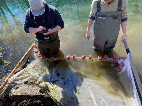 Two people wearing waders in shallow water with seine net