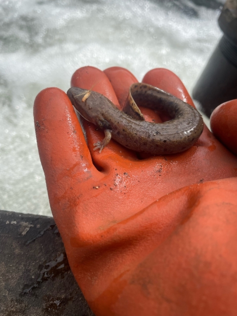 Common Mudpuppy at Norfork National Fish Hatchery