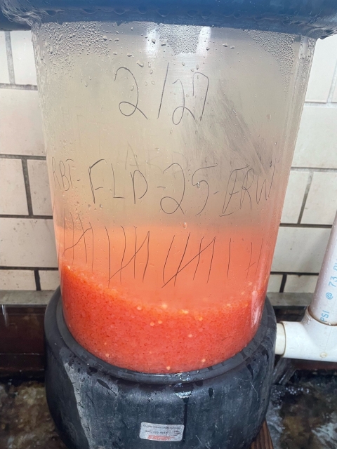 Rainbow trout eggs in a hatching jar