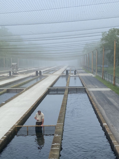 Foggy Morning at Norfork National Fish Hatchery