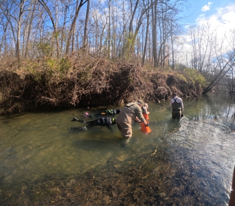 Two people snorkel and three people wade with viewbuckets in a small, shallow river. 