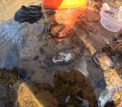 A freshwater mussels sits in a stream with a chunk of plaster containing a PIT tag on its shell.