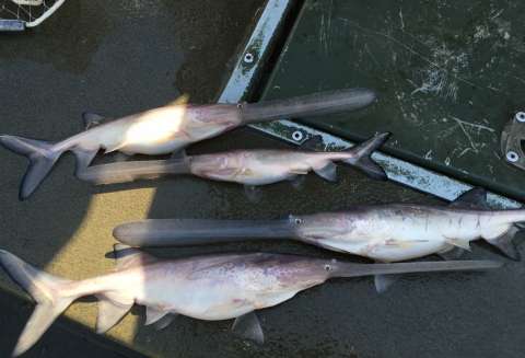 Four fish laid out on a floor