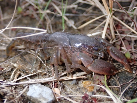 The spinytail crayfish is small and slender. It has a hard, reddish-brown shell with darker markings. Its tail is tapered with spiny ridges along the edges.