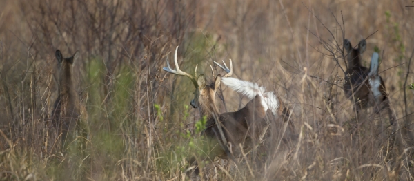 Three deer running at Occoquan Bay NWR