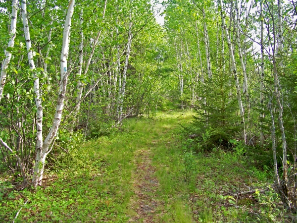 Spring emerges along a paper birch lined trail at Moosehorn National Wildlife Refuge