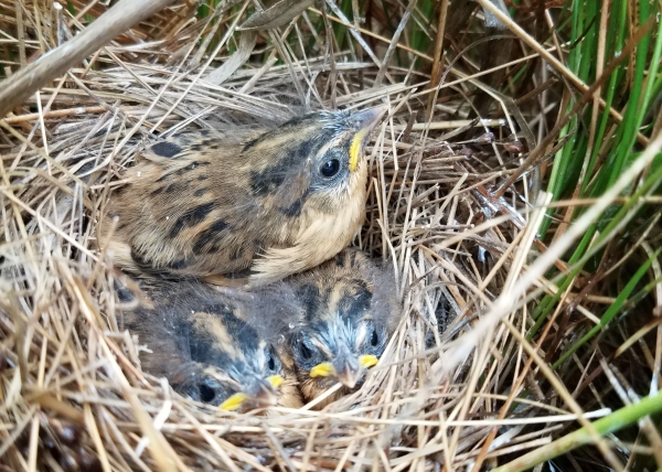 Saltmarsh Sparrow mother and chicks huddled in nest in salt marsh