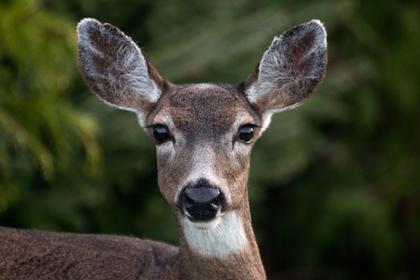 Black-tailed Deer