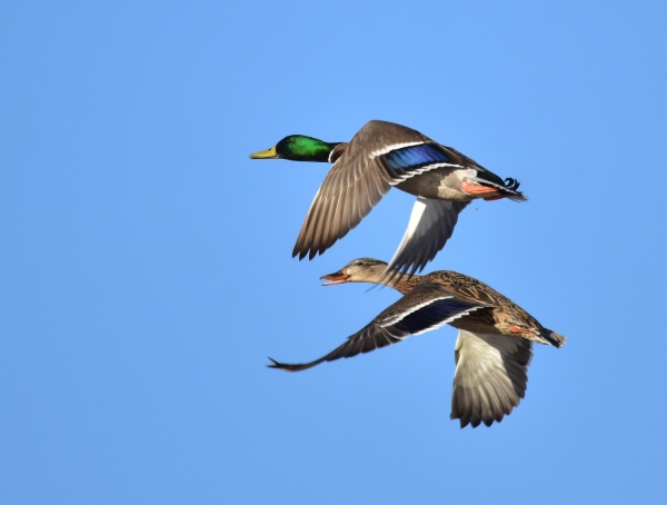 Mallards on Seedskadee National Wildlife Refuge