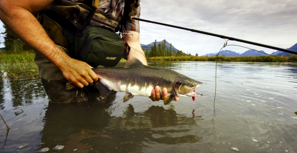 A man waist deep in water holding a silver fish and his fishing rod