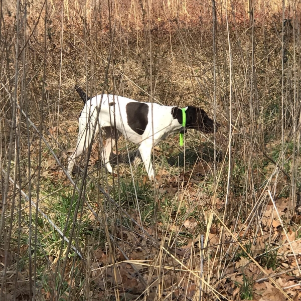 An image of a bird dog pointing a bird.