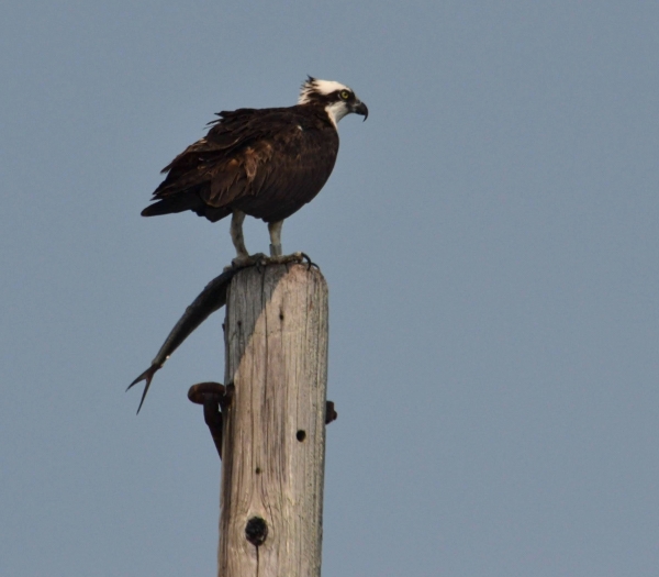 bird with fish