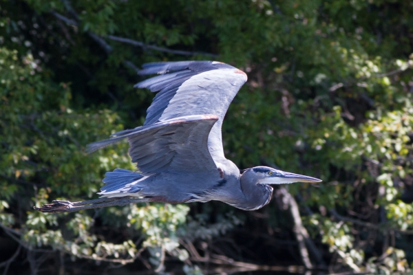 heron in flight