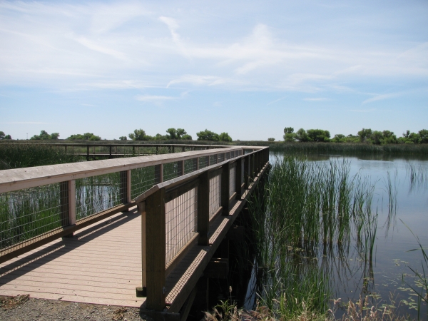 Wooden boardwalk over a wetland.