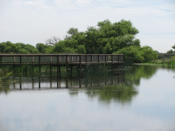 Boardwalk trail over a wetland with trees in the background.