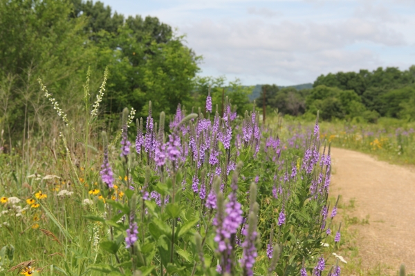 Purple and yellow flowers along the Prairie’s Edge Tour Loop 