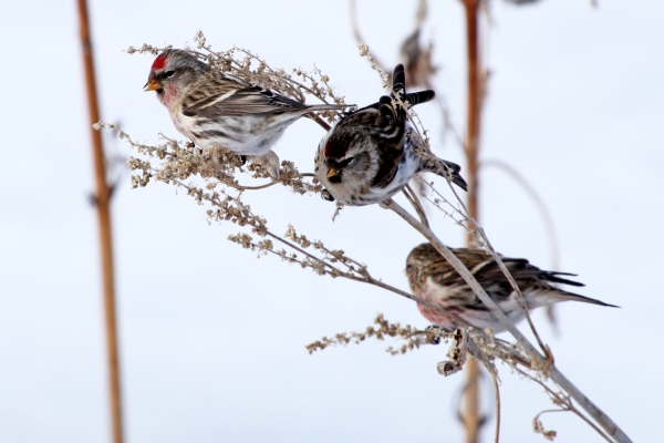 Common Redpolls observed in winter at J. Clark Salyer National Wildlife Refuge