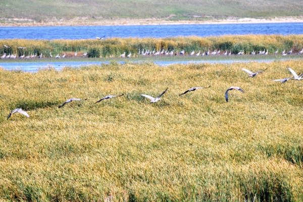 Sandhill Cranes observed at J. Clark Salyer NWR Grassland Trail