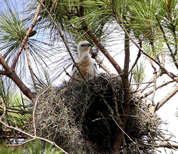 Swallow-tailed kite chick in nest in pine tree