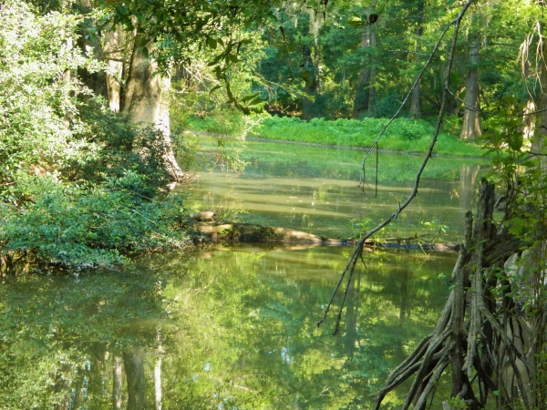 Creek enters riverway in forested area