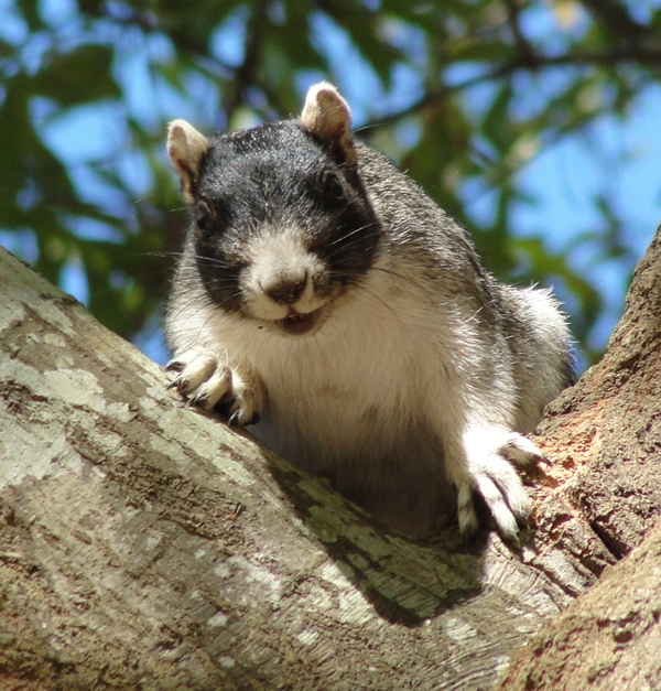 Eastern fox squirrel in tree at Santee NWR