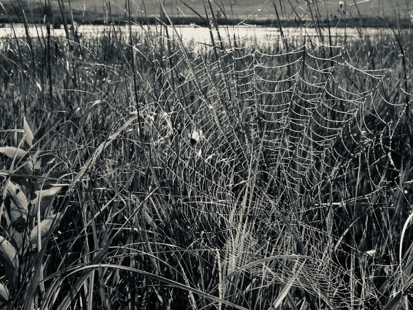 black and white photograph of a dewy spiderweb in the grass