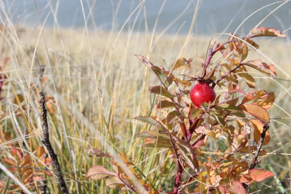 A wild prairie rose with a ripe red hip or berry