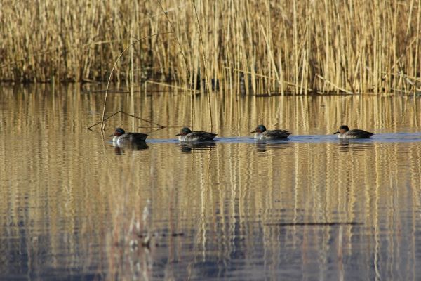 Pahranagat Four Greenwing Teal