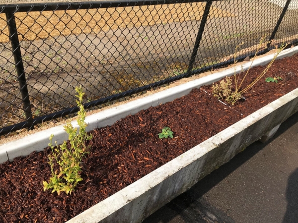 native berry gardens