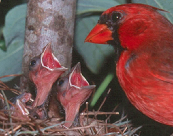 Thick billed bird with begging chicks in nest