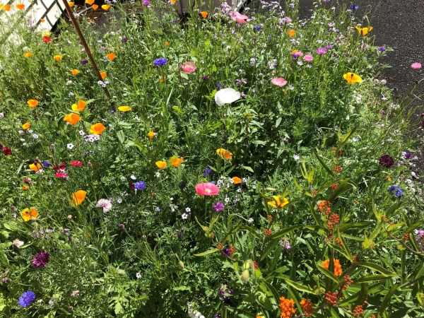 native pollinator garden