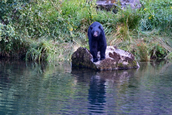 black bear