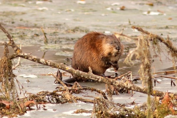 Muskrat at Trempealeau National Wildlife Refuge