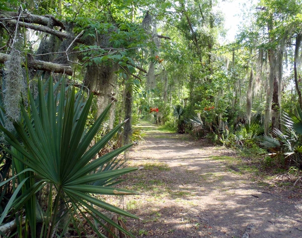 a trail bordered by thick vegetation going through woods 