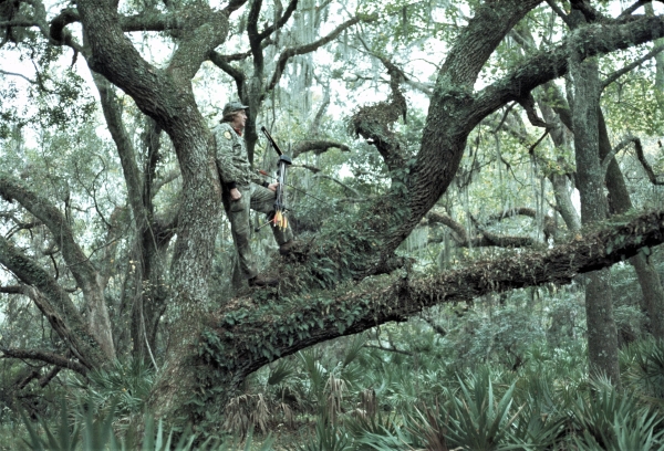 Archery hunter standing in live oak tree