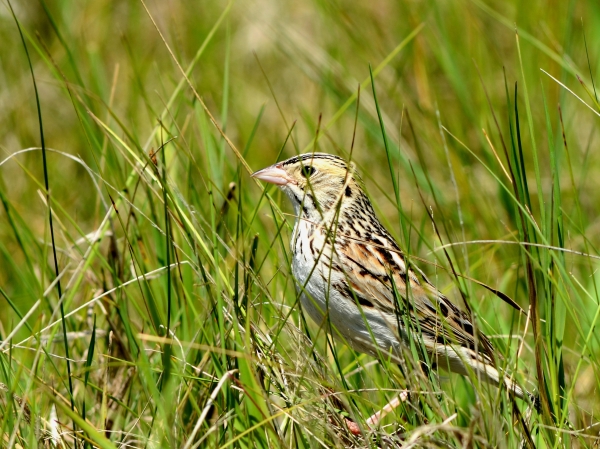 Photo of a Baird's sparrow in grasslands habitat