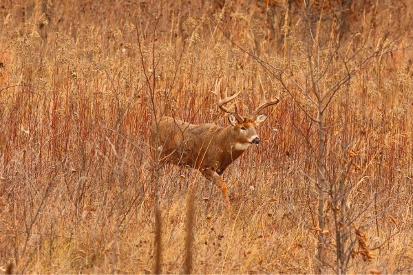 Buck walking through the prairie 