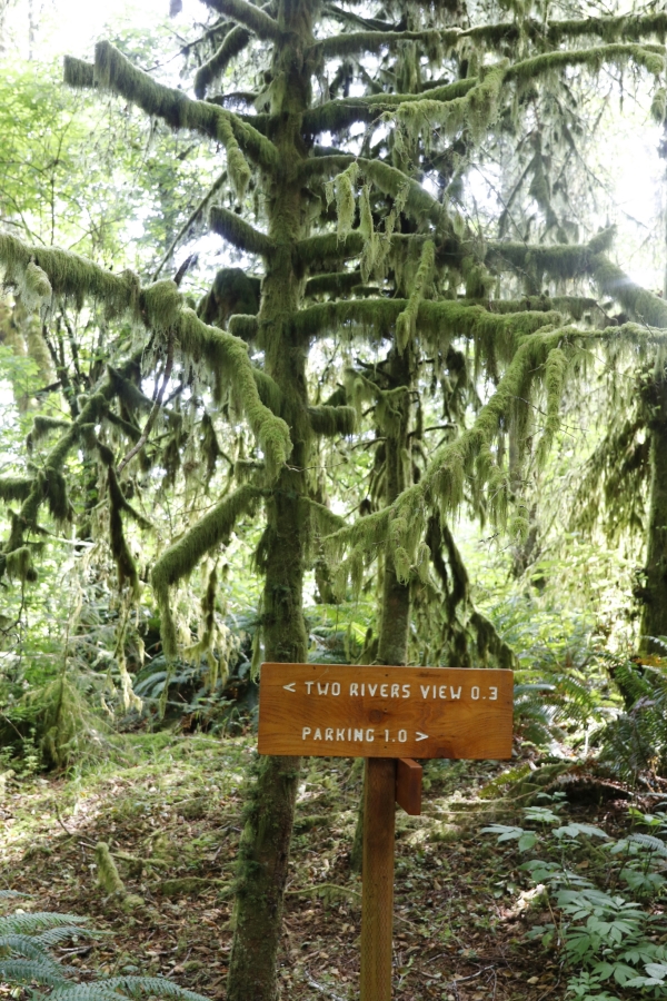 A moss covered tree marks the intersection of nature trails at Nestucca Bay National Wildlife Refuge