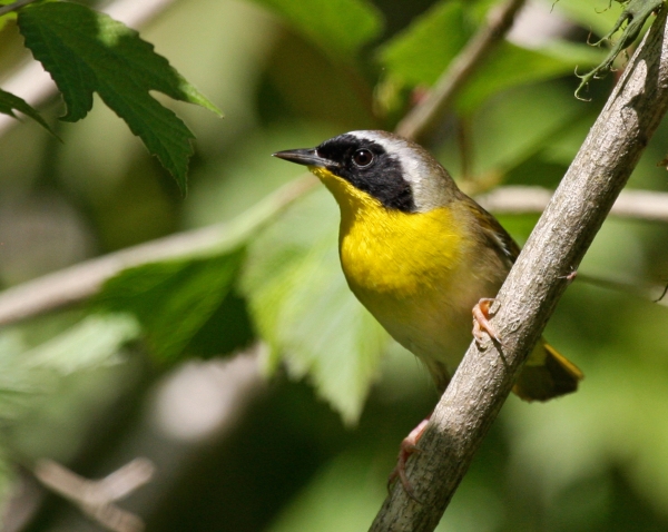 common yellowthroat